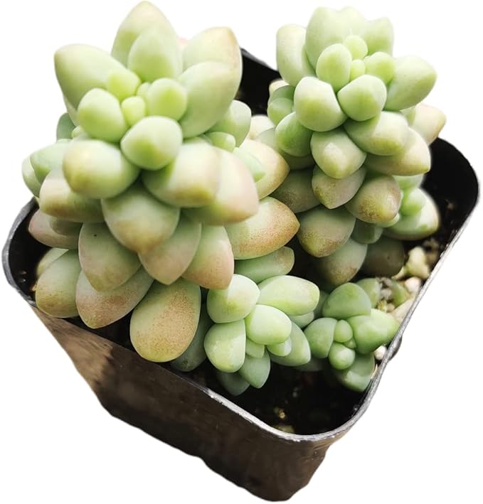 Live Succulent Cactus Plants from USKC (2" Pot) (Sedum Burrito Donkey Tail)
