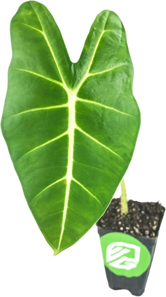 Frydek Elephant Ear Live Plant - Alocasia Micholitziana - Wellspring Gardens Starter Plant - Exotic Tropical Houseplant for Indoor & Outdoor Garden, Landscaping, Home Decor - Lush Green Foliage