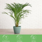 American Plant Exchange Live Areca Palm – 6-Inch Pot – Tropical Houseplant with Feathery Green Fronds, Pet-Friendly Easy Care Indoor Plant for Homes, Offices, Apartments & Decorative Spaces