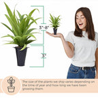 Pineapple Plant White Jade (4 Pack) | Grow Your own Food on Your Edible Organic Garden | Easy to Grow Plants | Edible Fruit Plant for Sustainable Living | Live for Planting |