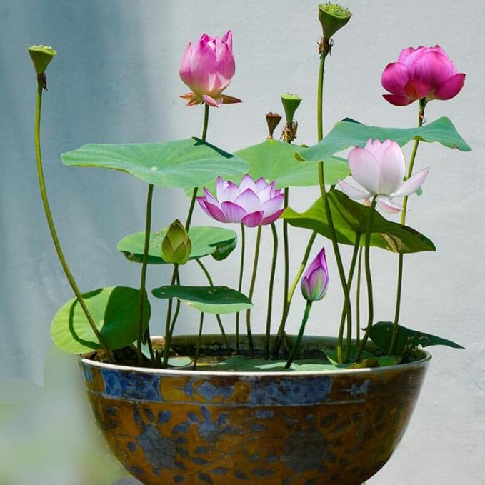 Ficoszo 30PCS Bowl Lotus Seeds Bonsai Lotus Seeds for Planting Water Lily Flower Aquatic Plants Seed Pond Plants Non GMO Home Garden Plant Seed Flowering Aquatic Bonsai Plant (Nelumbo)