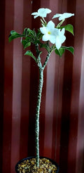 Plumeria Pudica Live Plant, 1 Foot Tall, Bare Root by Exotic-Succulent-Collection