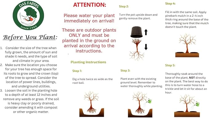 American Red Maple Shade Tree - Live Plant Shipped 3 Feet Tall by DAS Farms