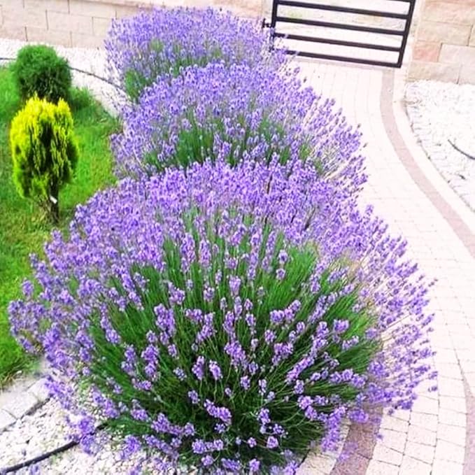 4 Lavender Plants Live Starter Plants 4-6" in Tall, Hardy Perennial Lavender for Garden and Landscape with Fragrant Purple Blooms, No Pot (Blue-Purple)