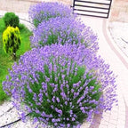4 Lavender Plants Live Starter Plants 4-6" in Tall, Hardy Perennial Lavender for Garden and Landscape with Fragrant Purple Blooms, No Pot (Blue-Purple)