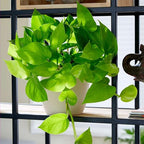 Pothos Golden Live Plant for Indoor | Different Houseplants in 4'' & 6'' Pot | Real House Plant for Living Room, Office, Desk & Bathroom | Epipremnum Aureum | Devil's Ivy