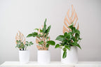 Treleaf Monstrella Leaf Inspired Wooden Trellis – Grande Size Indoor Plant Support for Climbing Plants – 12” Decorative Houseplant Trellis for Vines, Monstera, Pothos & More