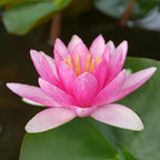 Mainam Pink Nymphaea Fabiola Live Aquarium Plant Hardy Water Lilies Tuber for Freshwater Fish Pond Balcony