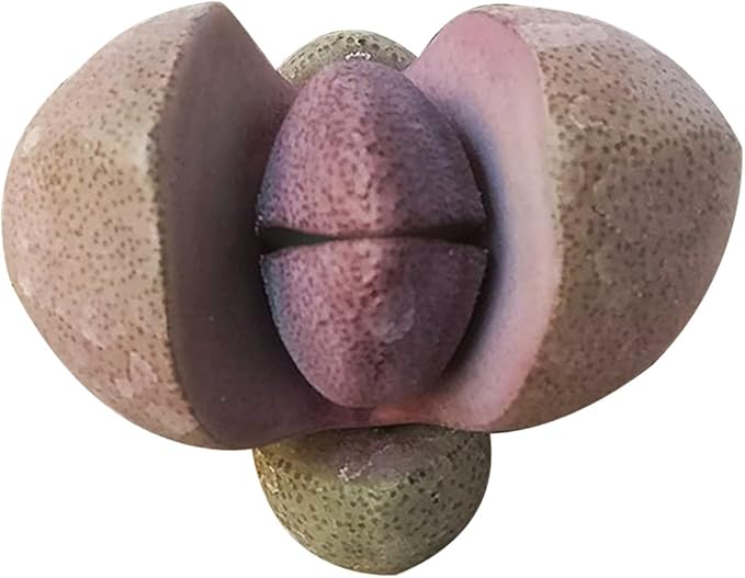 Pleisopilos nelii cv. Royal Flush Purple Split Rock Succulent (2'' + Clay Pot)