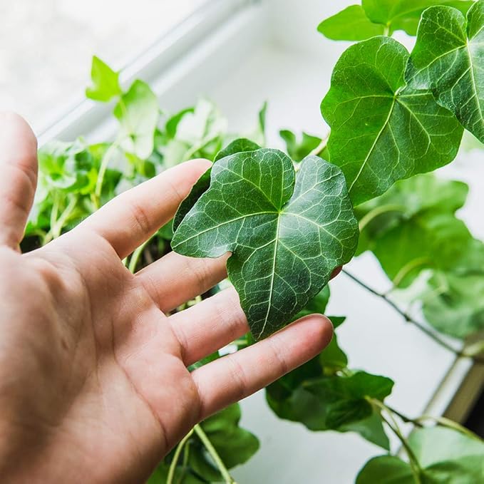 PERFECT PLANTS Green English Ivy | Hedera Helix | Easy Care Houseplant | Perfect for Moderate to Bright Light Conditions, 6 in Grower's Pot, | Air Purifying, 6in. Grower's Pot