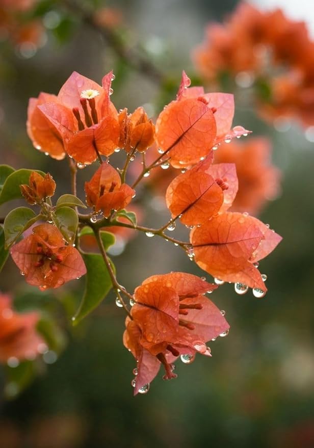 2 Bougainvillea Live Plants, Tropical Bougainvillea Flowering Vine, Fast Growing Outdoor and Container Plant, 4-8'' Tall (Orange Blooms)
