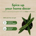 BubbleBlooms Sansevieria Snakeplant Variety Bundle, Braided cylindrica Dragon Fingers, Samurai Dwarf ehrenbergii, Cylindrical Starfish Snake Plant boncel