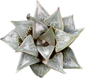 Rare Haworthia Badia Shuten doji - Succulent Plants – Unique Varieties | Live Indoor Plants | Low-Maintenance | Great for Collectors, Home, Office, and Gifts