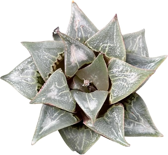 Rare Haworthia Badia Shuten doji - Succulent Plants – Unique Varieties | Live Indoor Plants | Low-Maintenance | Great for Collectors, Home, Office, and Gifts