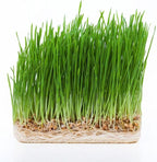 Todd's Seeds Wheatgrass Seeds; Hard Red Winter Wheat, Non-GMO, Chemical Free, High Germination (5 Pounds)