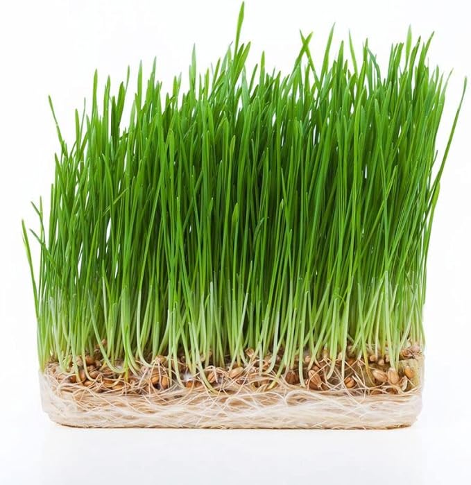 Todd's Seeds Wheatgrass Seeds; Hard Red Winter Wheat, Non-GMO, Chemical Free, High Germination (5 Pounds)