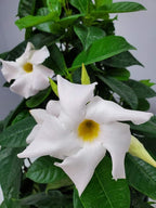White Mandevilla Plant Live Hanging Basket - 12" Basket - Overall Size 14" Wide by 18" Tall - Tropical Plants of Florida (Plant Only)…