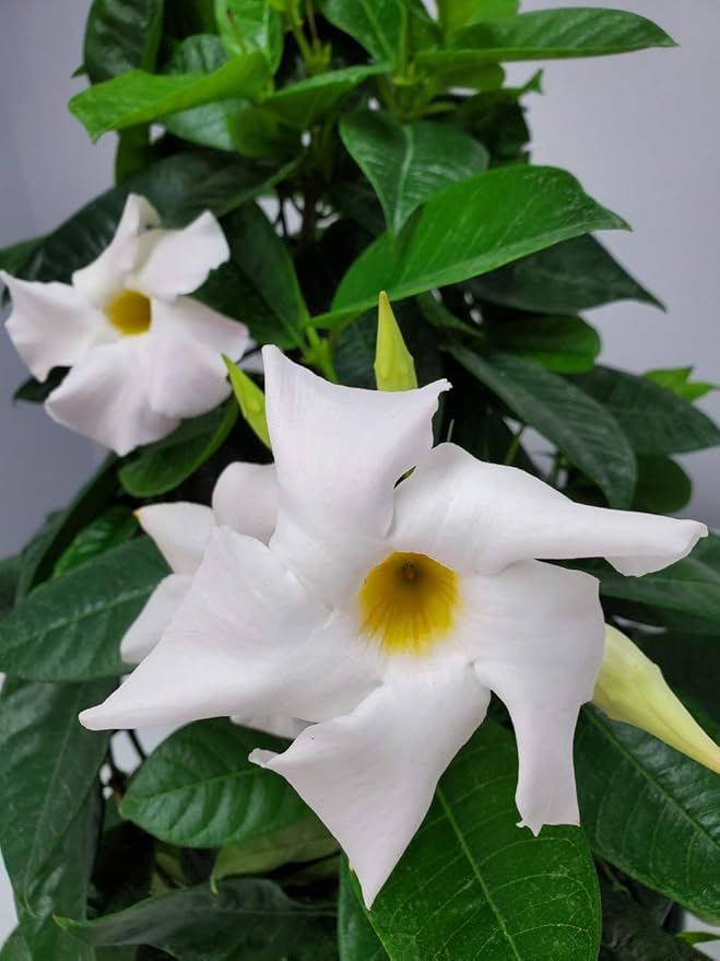 White Mandevilla Plant Live Hanging Basket - 12" Basket - Overall Size 14" Wide by 18" Tall - Tropical Plants of Florida (Plant Only)…