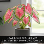 Pink Princess Caladium Bulbs for Planting - Beautiful Spotted Leafs Stand Out - Perennial Hosta, Elephant Ears, Fancy (2 Bulbs)