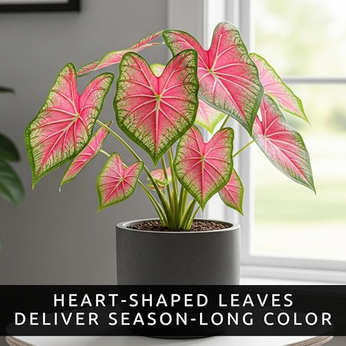 Pink Princess Caladium Bulbs for Planting – Vibrant Pink & Green Spotted Leaves, Easy-Grow Shade Plant, Tropical Color for Garden Beds, Borders & Containers (6 Bulbs)