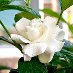 Perfect Plants August Beauty Gardenia Live Plant, 3 Gallon Pot