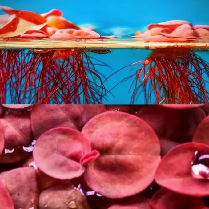 60+ Live Red Root Floater Plants - Vibrant Floating Aquarium Plants - Live Aquarium Plants for Growing - Aquatic Plant Live