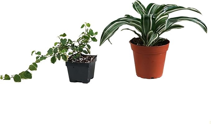 12x12x18 Day Gecko Vivarium Plant Kit