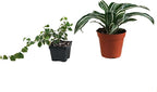 12x12x18 Day Gecko Vivarium Plant Kit