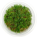 SubstrateSource Live Plant - Gratiola viscidula - Foreground to Midground Stem with Fine Leaves, Snail-Free in Vitro Aquarium Plant - Tissue Culture