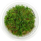 SubstrateSource Live Plant - Gratiola viscidula - Foreground to Midground Stem with Fine Leaves, Snail-Free in Vitro Aquarium Plant - Tissue Culture