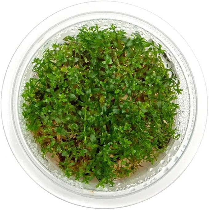 SubstrateSource Live Plant - Gratiola viscidula - Foreground to Midground Stem with Fine Leaves, Snail-Free in Vitro Aquarium Plant - Tissue Culture