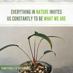 LEAL PLANTS ECUADOR Anthurium Cutucuense| Exotic Green Indoor Houseplant | Rare Anthurium Live Plant for Home Decor | Low Maintenance Tropical Plant for Living Room | Unique Heart-Shaped Foliage
