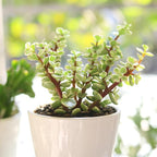 Elephant Bush Portulacaria afra - Live Succulent Plant, 2 Inch Plastic Pot, Small Round Green Leaves on Woody Stems, Easy Care Pet Friendly Indoor Outdoor Plant for Bonsai, Home Decor, Plant Gifts