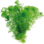 14 Green Cabomba Plants Live, Aquarium Plants Live, 4 to 6 Inc Tall Aquarium Pond Plant, Live Cambomba Plant Growing