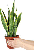 Snake Plant Sansevieria Laurentii (4 inch) - Lucky Houseplants - 4/6 inch Unique Live Decorative Houseplants - Easy to Care Indoor Plants, Perfect for Office, Home & Feng Shui Decor