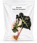 Rare Alocasia Polly Pink Variegated Tissue Culture Starter Plant, Exotic Plants Live Houseplants, Live Indoor Plants for Collectors, Mini Plants Starter