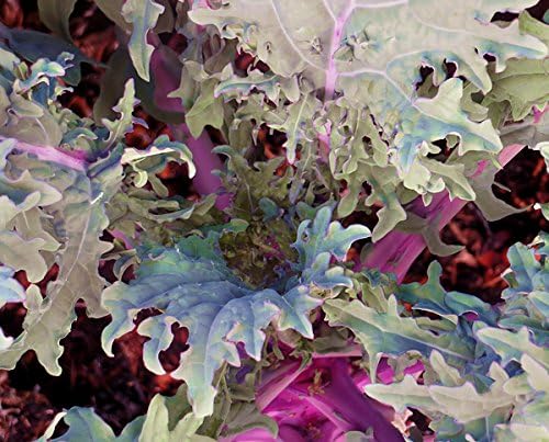 1000 Kale Mixed Seeds, This is a Mix Dwarf Blue Curled, Lacinato Dinosaur, Siberian Dwarf, Russian Red, Heirloom Non-GMO USA Grown Brassica oleracea