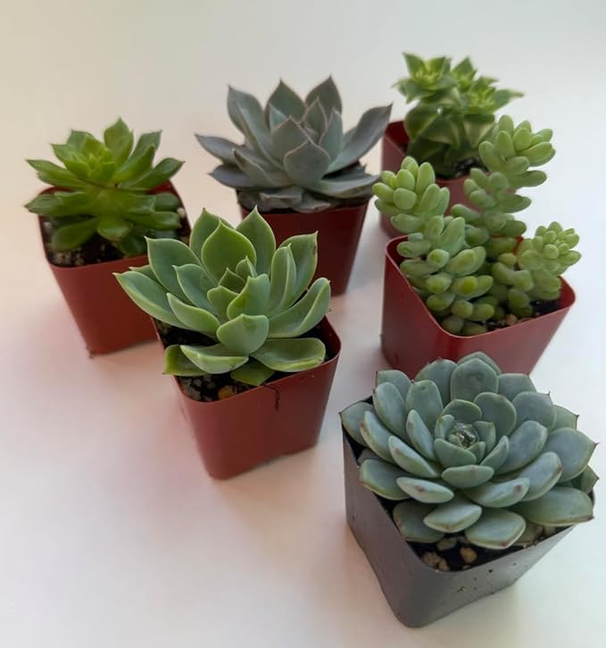 Live Succulent Plants, 2 Inch Mini Potted Assorted Varieties, Indoor Garden Collection (12)