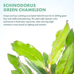 SubstrateSource Live Plants - Echinodorus ‘Green Chameleon’ (Echinodorus sp.) - Medium to High Light, Green Red Accent, Midground to Background Placement, Freshwater Aquatic Plant - Pot