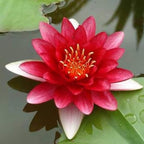 Nymphaea Attraction Red Hardy Water Lily Rhizome Live Aquarium Plant BUY2GET1FREE