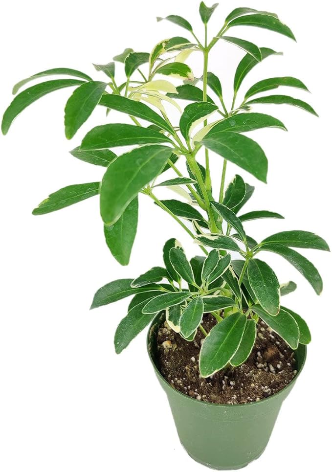 Schefflera Arboricola Variegated (4'' + Grower Pot) - Low Light and Healthy Houseplant - Easy to Care Indoor Houseplant - Fully Rooted in 2/4/4.5/5/6 inch Sizes
