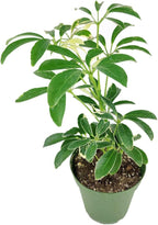 Schefflera Arboricola Variegated (4'' + Grower Pot) - Low Light and Healthy Houseplant - Easy to Care Indoor Houseplant - Fully Rooted in 2/4/4.5/5/6 inch Sizes