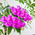 2 Pcs Orchid Stems 38" Artificial Flowers Real Touch Latex Faux Phalaenopsis Branches White Artificial Flowers for Wedding Party Home Garden Decor (Purple, 38“)