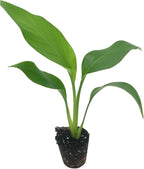Live White Birds of Paradise Plant - 'White Birds of Paradise' Strelitzia nicolai - ragnaroc Tropical Plant 6-10” Tall - 4ct - Live Arrival Guaranteed - House Plants for Home Decor & Gift