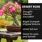 50 Seeds Adenium Obesum Seeds (Desert Rose) – Grow Exotic Caudex Succulent Flowering Plant for Indoor Bonsai or Outdoor Patio – Drought Tolerant, Pink Blooming Ornamental Plant for Containers