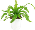 Bird’s Nest, 'Victoria' Fern (4 inch) - Air-Purifying Houseplants - 4/6 inch Unique Live Decorative Houseplants - Low-Maintenance Indoor Plants, House Warming Gift, Natural Air Purifier