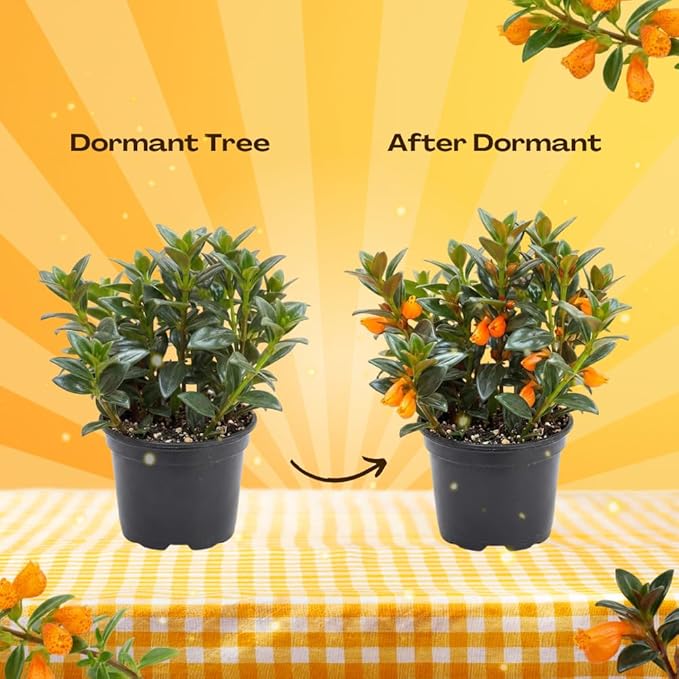Goldfish Plants Live in 4 Inches Pot, Orange Goldfish Flower Plant, Live Houseplants Succulent for Hanging Basket, Well Rooted, 4-7 Inches Tall