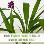 LEAL PLANTS ECUADOR Spathoglottis Plicata (Pack of 2) | Vibrant Purple Philippine Ground Orchid | Tropicals Plants | Low Maintenance Plant | Purple Flower Plant Live