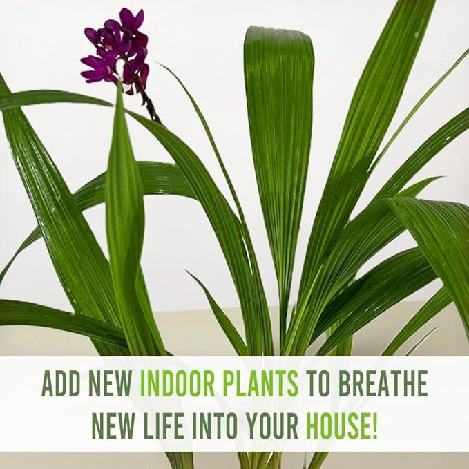 LEAL PLANTS ECUADOR Spathoglottis Plicata (Pack of 2) | Vibrant Purple Philippine Ground Orchid | Tropicals Plants | Low Maintenance Plant | Purple Flower Plant Live
