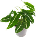 Syngonium Black Velvet - Live Plant in a 4 Inch Pot - Syngonium Wendlandii - Stunning Houseplant with Unique Foliage - The Perfect Air Purifying Houseplant Companion